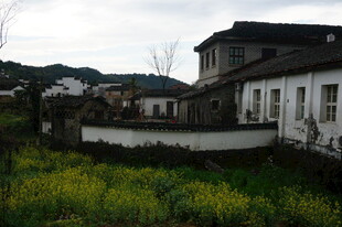江南乡村景致 白墙映绿野