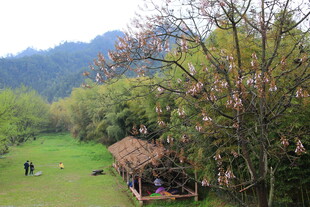 山间木屋旁的春日美景