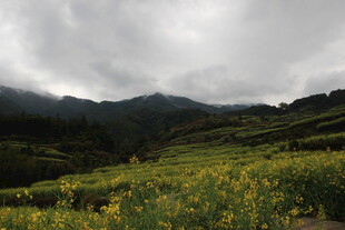 山间黄花田与云雾景观