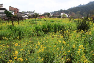 春日田野油菜花美景