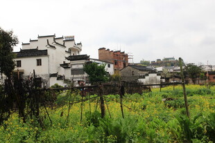 乡村田园风光 白墙黑瓦民居