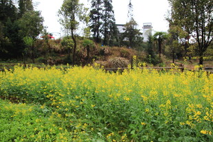 春日田野中的灿烂油菜花田