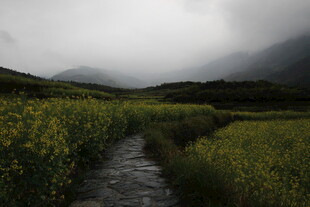 山间小径穿黄花云雾间