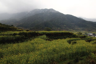 山间绿野田园风光