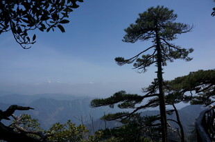 山间松景 远眺开阔视野