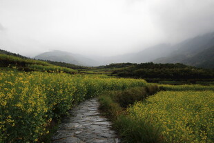 山间小径旁的灿烂油菜花