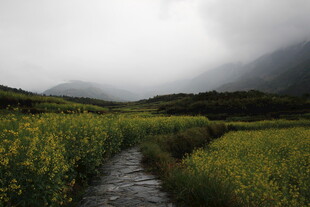 山间小径旁的灿烂花田