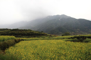 山间油菜田 云雾缭绕景