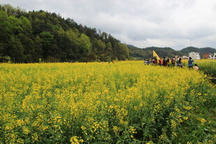 金黄油菜田中的劳作景象