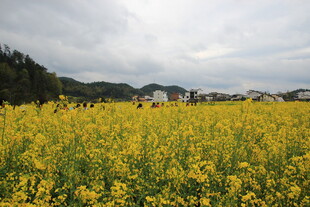 金黄油菜花海中的乡村景致