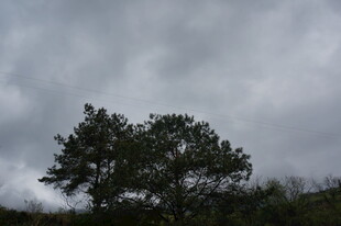 乌云下的孤树