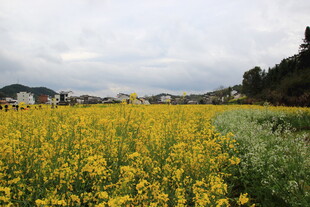 金黄油菜花田田园美景