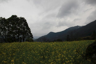 金黄花田与远山云雾