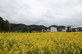 金黄油菜花田中的乡村景致