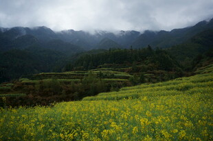 山间油菜花海云雾缭绕