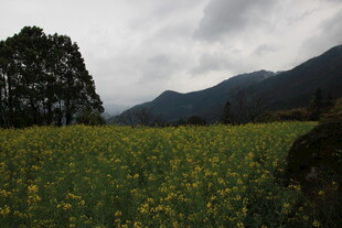 田野黄花与远山云雾