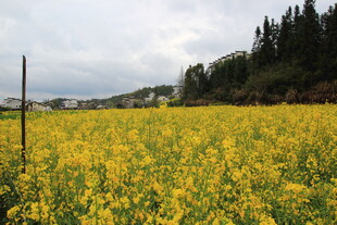 金黄油菜花海田园风光