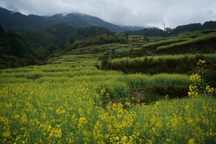 山间油菜花海美景