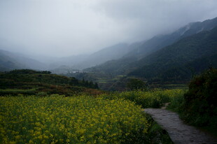 山间小径旁的灿烂油菜花