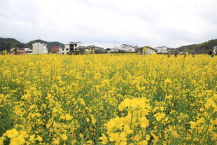 金黄油菜花海田园风光