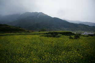 山间绿野黄花美景