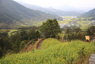 山间油菜花海田园美景