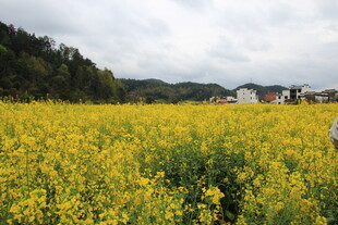 金黄油菜花海中的漫步身影