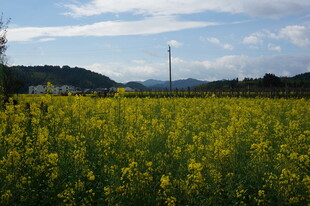 金黄油菜花田的美丽风光