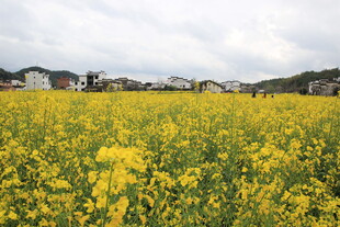 金黄油菜花田的美丽风光
