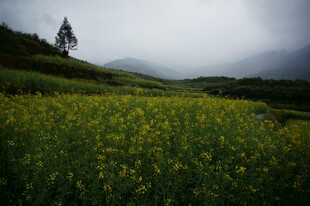 山间油菜花田朦胧美景