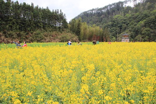 春日油菜花海游人漫步
