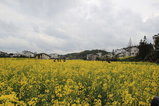 金黄油菜田中的乡村景致