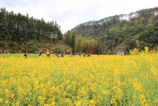 春日油菜花海游人漫步