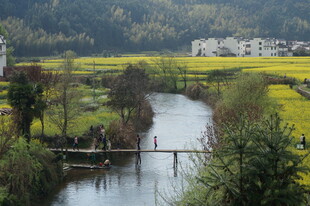 春日河畔油菜花田美景