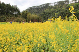 金黄油菜花田的美丽景致
