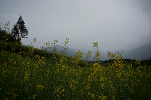 山间黄花盛开的美丽景致