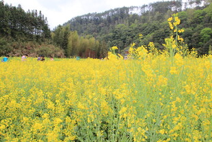 金黄油菜花海 山间美景