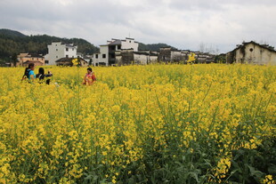 春日油菜花海中的乡村景象