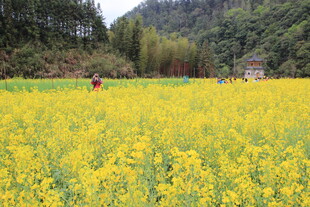 金黄油菜花海田园风光