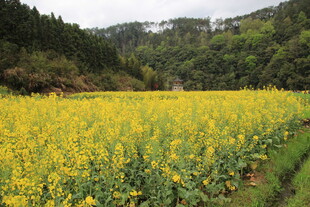 金黄油菜田 山间春日美景