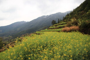 山间油菜花海美景