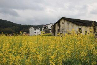 乡村油菜花田中的古朴房屋
