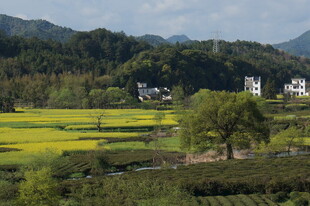 田园风光中的乡村美景