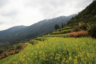 山间梯田油菜花美景