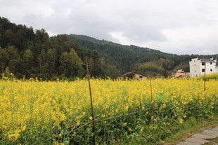金黄油菜田旁的山间村落