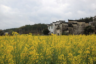 油菜花海中的古朴村落