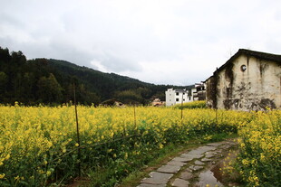 乡村田园油菜花海美景