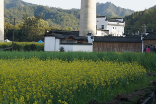 田园油菜与传统建筑美景