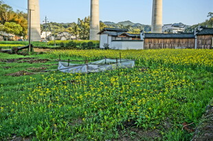 田园黄花景 古塔映春光