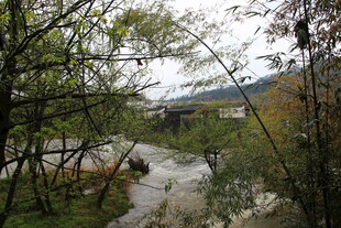 山间溪流旁的繁茂树林